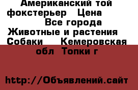 Американский той фокстерьер › Цена ­ 25 000 - Все города Животные и растения » Собаки   . Кемеровская обл.,Топки г.